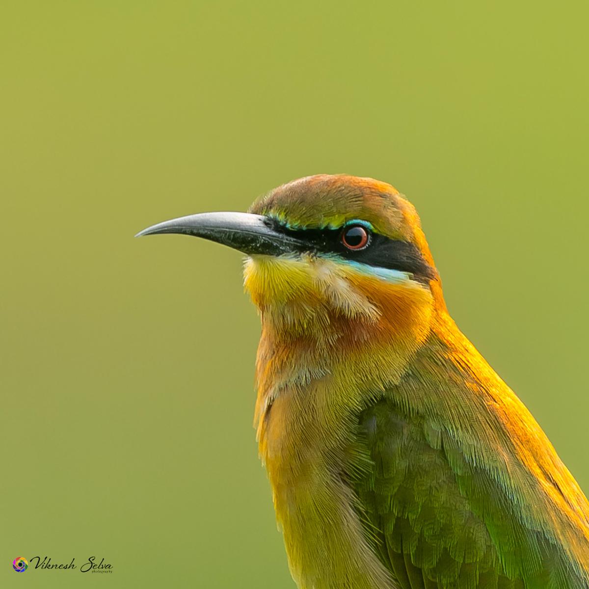 Image of Bird, Beak, Eye, Feather etc.