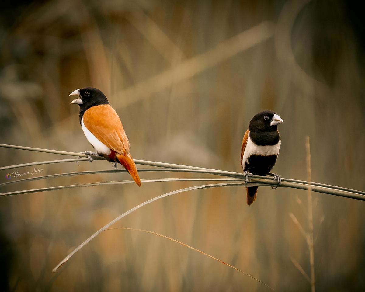 Image of Organism, Vertebrate, Plant, Bird, Beak, Feather etc.