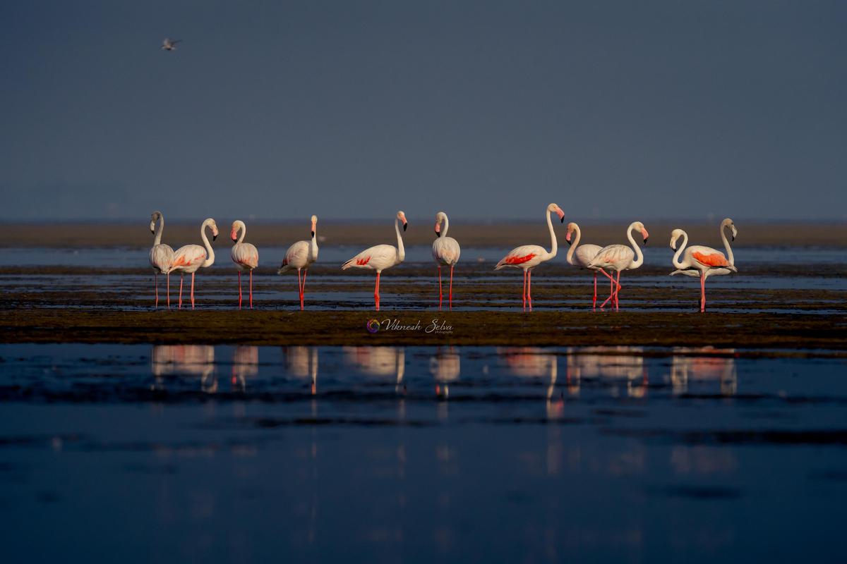 Image of Beach, Flamingo, Fluid, Natural landscape, Beak, Vertebrate etc.