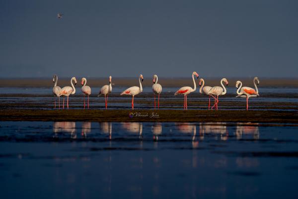 Image of Sky, Natural landscape, Water, Vertebrate, Bird, Beak etc.