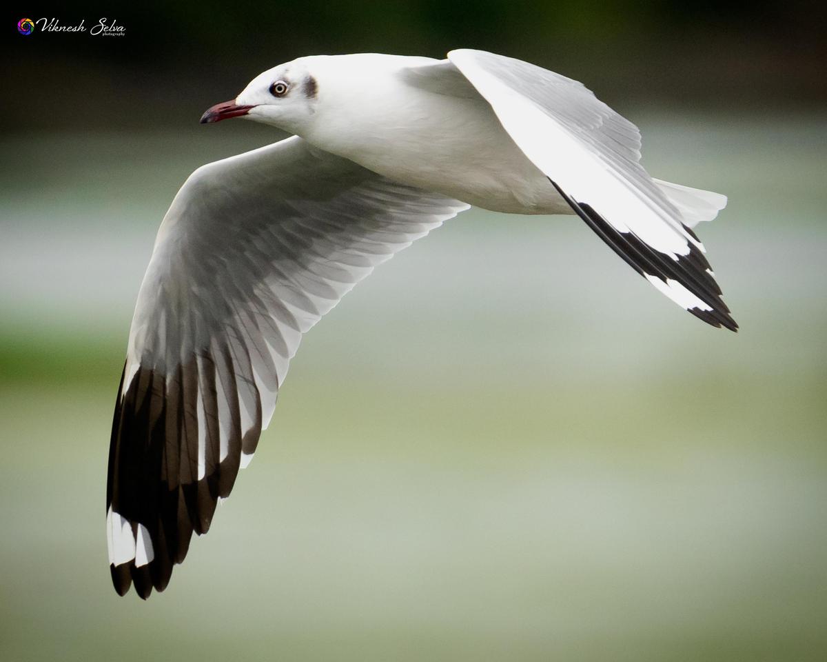 Image of Feather, Lari, Fluid, Water, Beak, Bird etc.