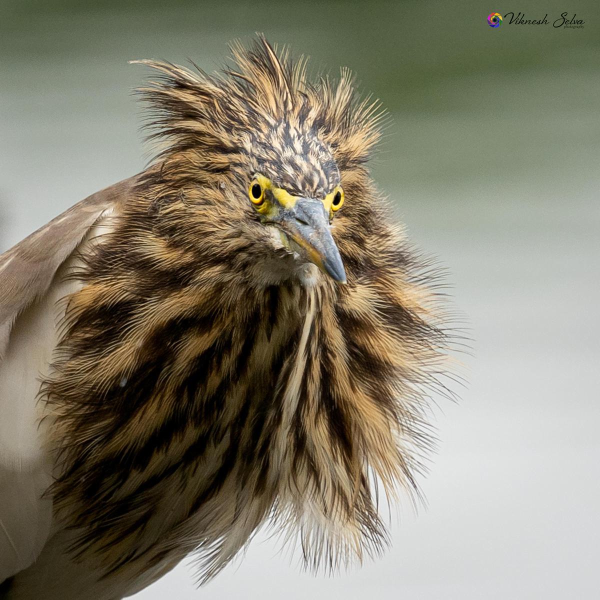 Image of Terrestrial animal, Felidae, Bird, Beak, Eagle, Accipitridae etc.
