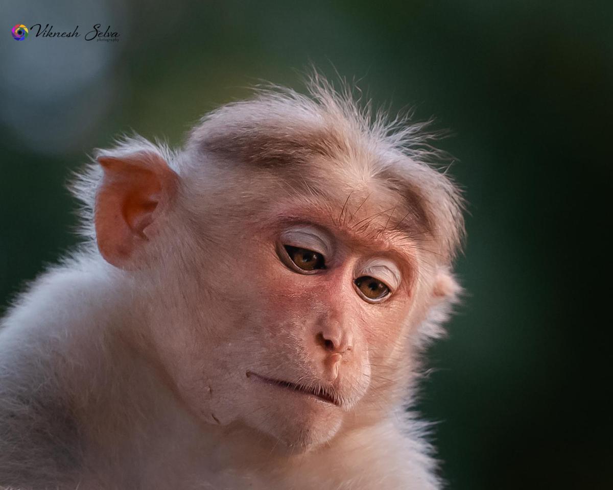 Image of Primate, Macaque, Rhesus macaque etc.