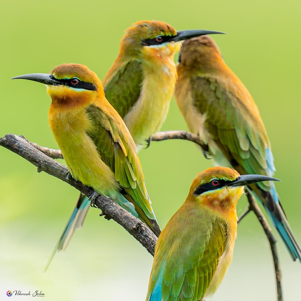 Image of Light, Green, Yellow, Organism, Bird, Beak etc.