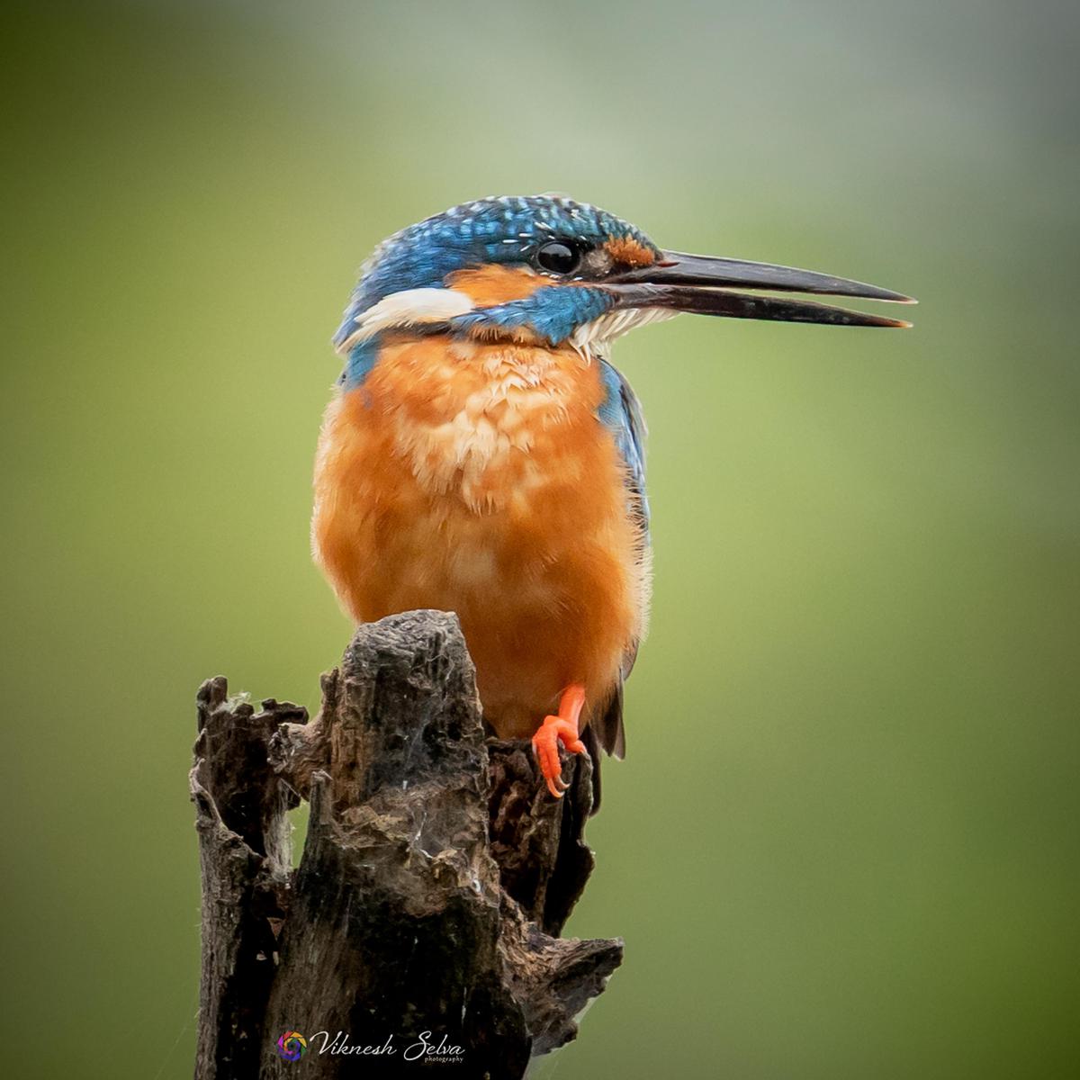 Image of Bird, Beak, Feather etc.