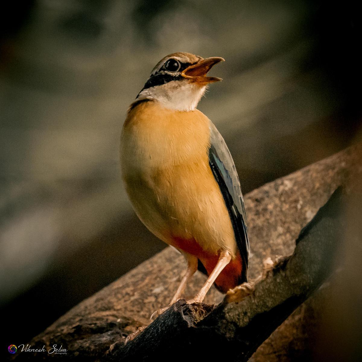 Image of Bird, Beak, Wood, Feather etc.