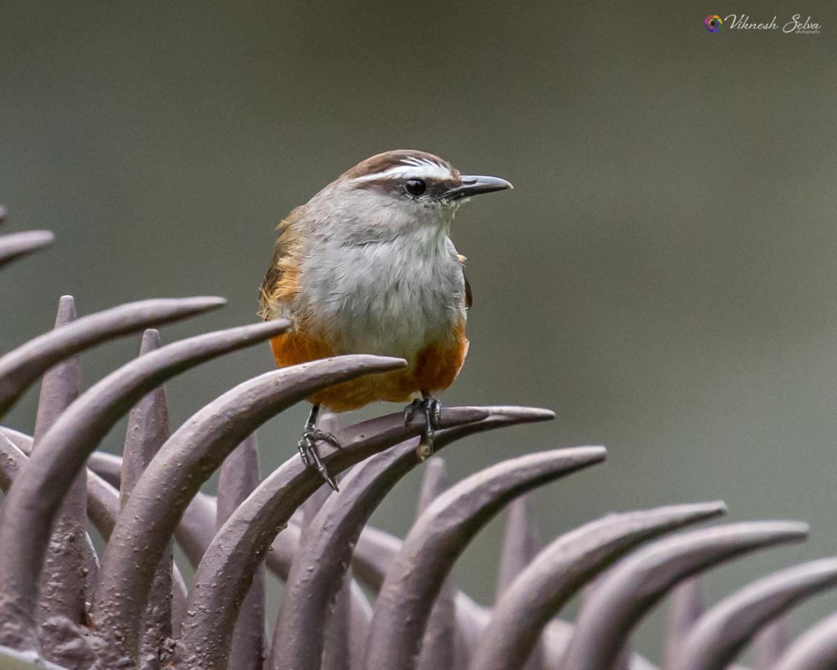 Image of Plant, Bird, Beak, Twig etc.