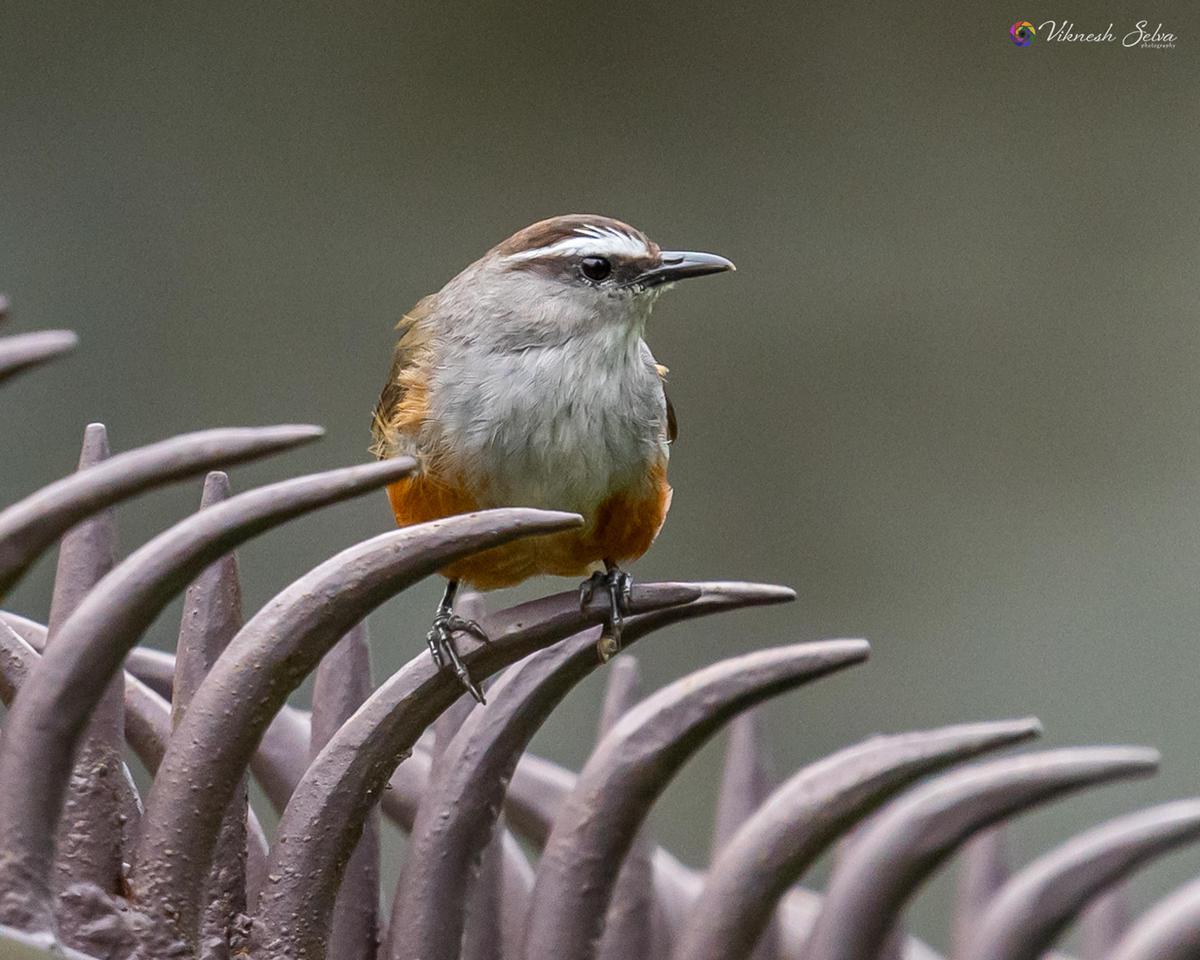 Image of Twig, Plant, Beak, Bird etc.