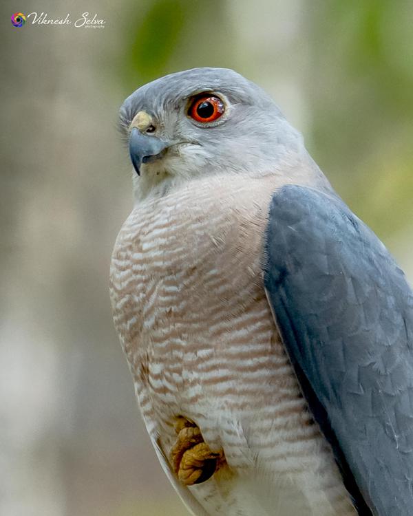 Image of Head, Plant, Bird, Beak, Eye, Leg etc.