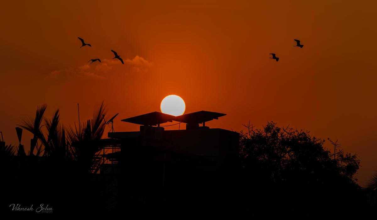 Image of Nature, Sky, Afterglow, Sunset, Orange, Vertebrate etc.