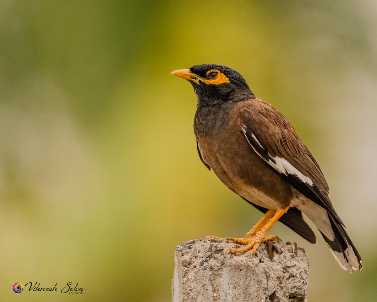 Image of Bird, Beak, Eye etc.