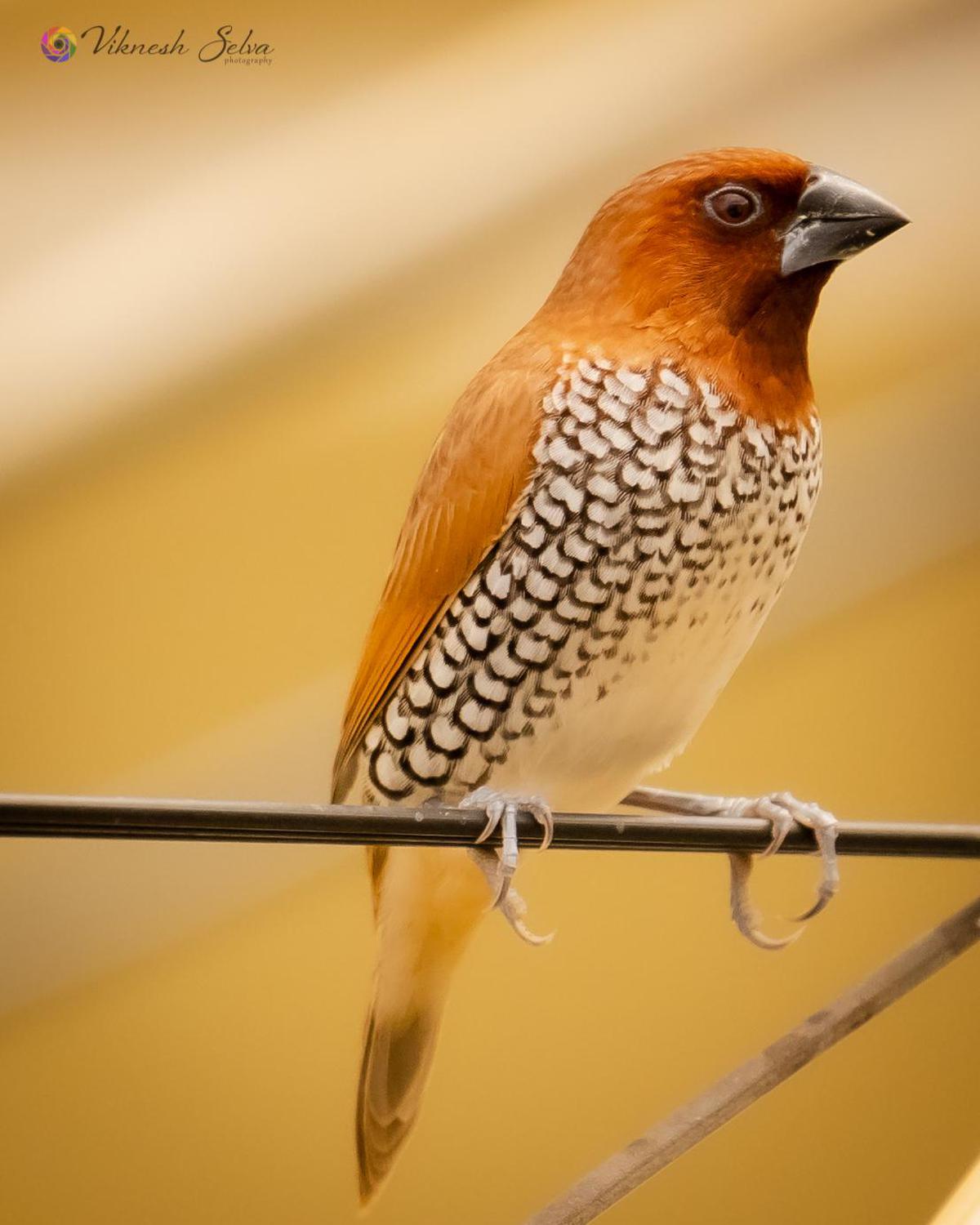 Image of Bird, Beak, Feather, Fawn etc.