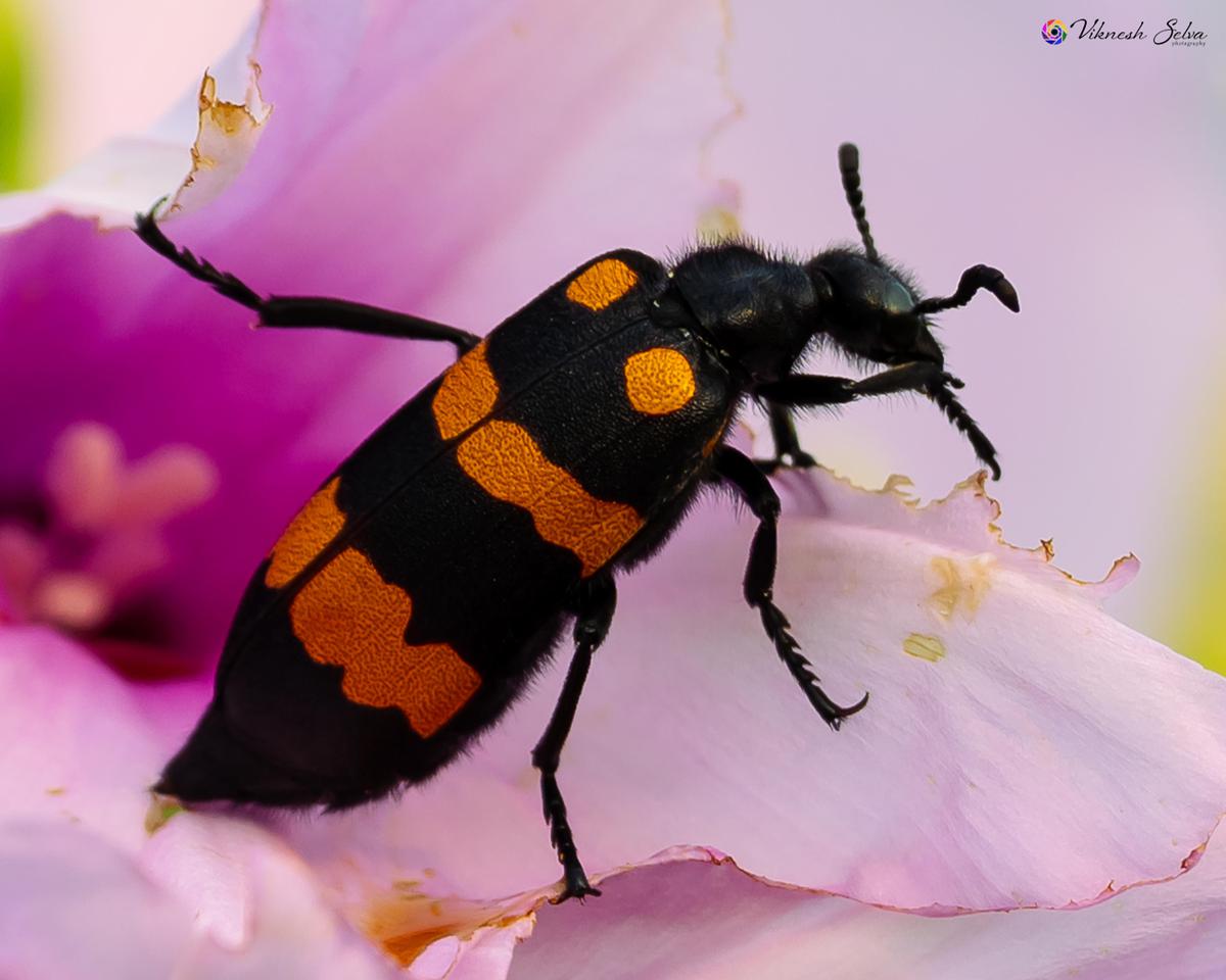 Image of Nature, White, Organism, Plant, Flower, Insect etc.
