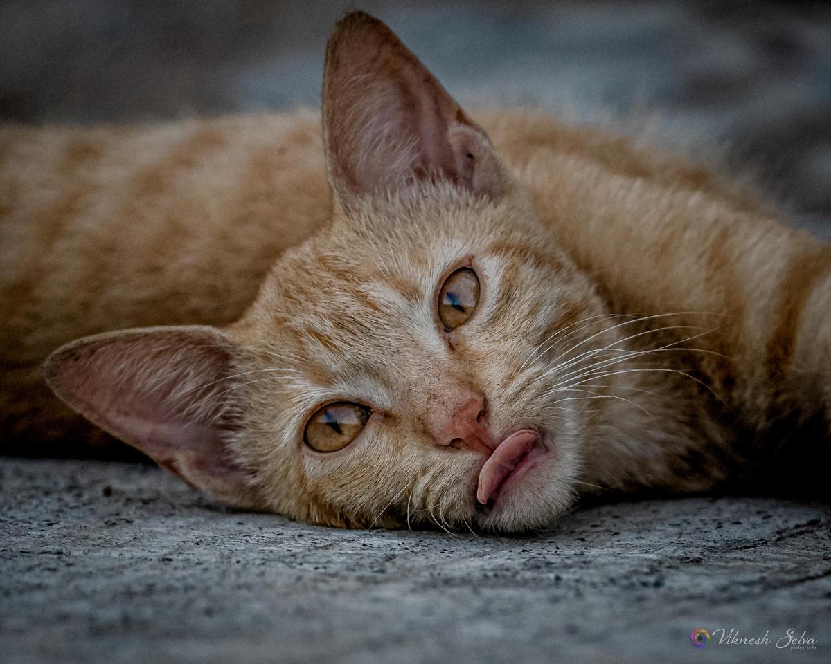 Image of Felidae, Eye, Fawn, Carnivore, Cat, Small to medium-sized cats etc.