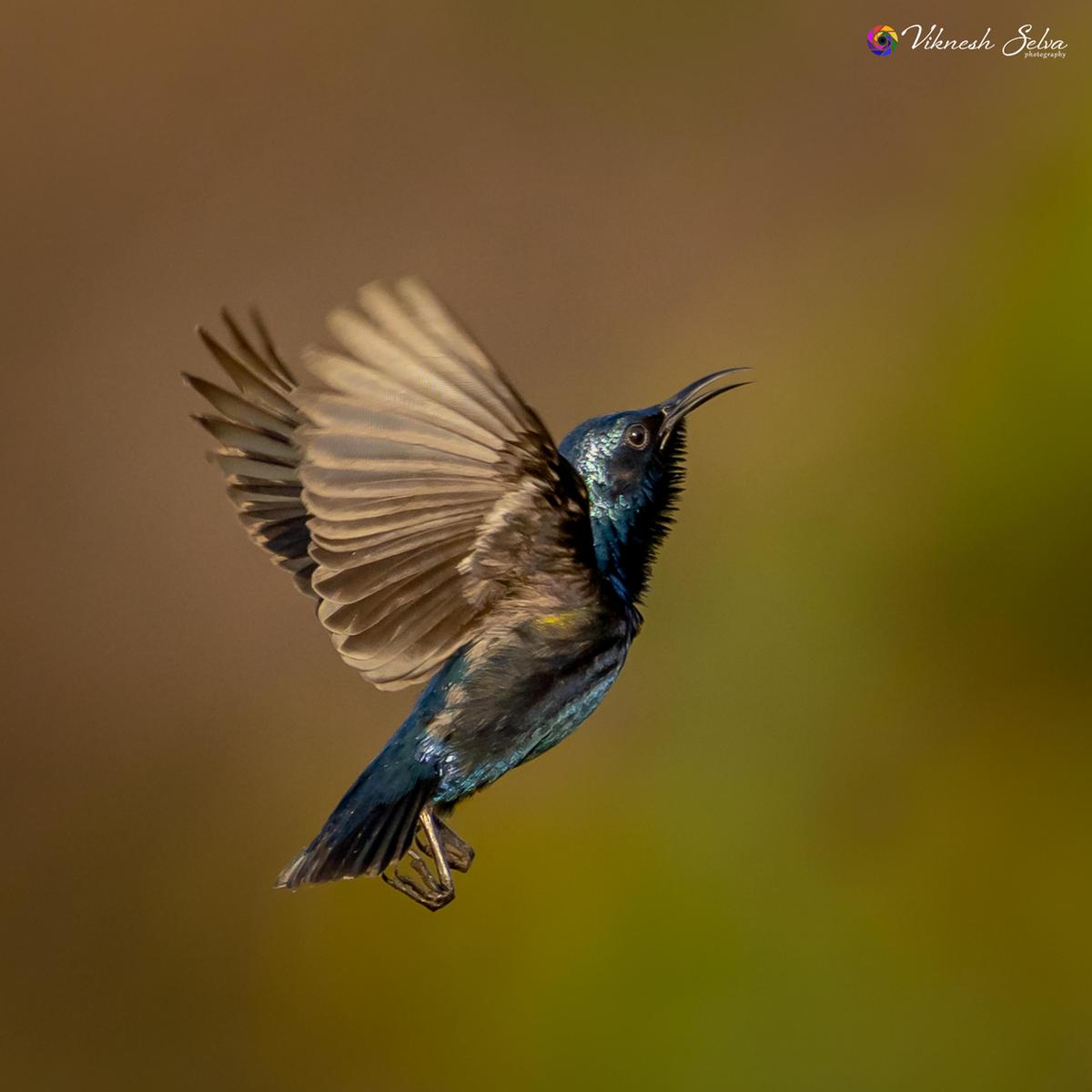 Image of Bird, Beak, Hummingbird, Feather, Pollinator etc.