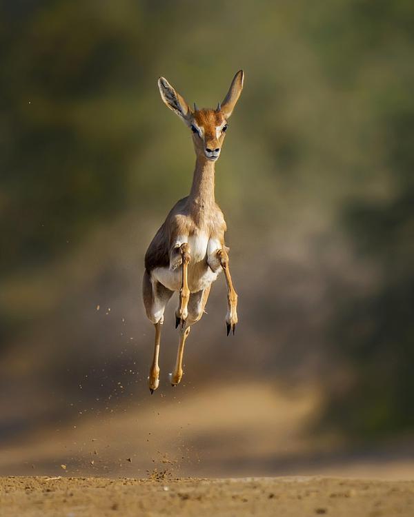 Image of Vertebrate, Mammal, Fawn, Deer etc.