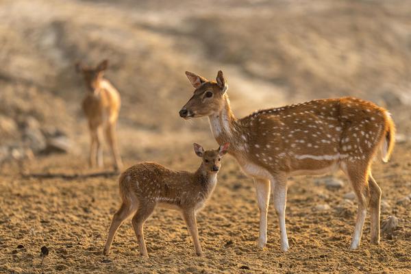 Image of Organism, Vertebrate, Terrestrial animal, Mammal, Fawn, Deer etc.