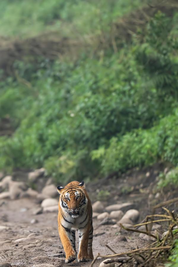 Image of Felidae, Plant, Big cats, Biome, Fawn, Carnivore etc.