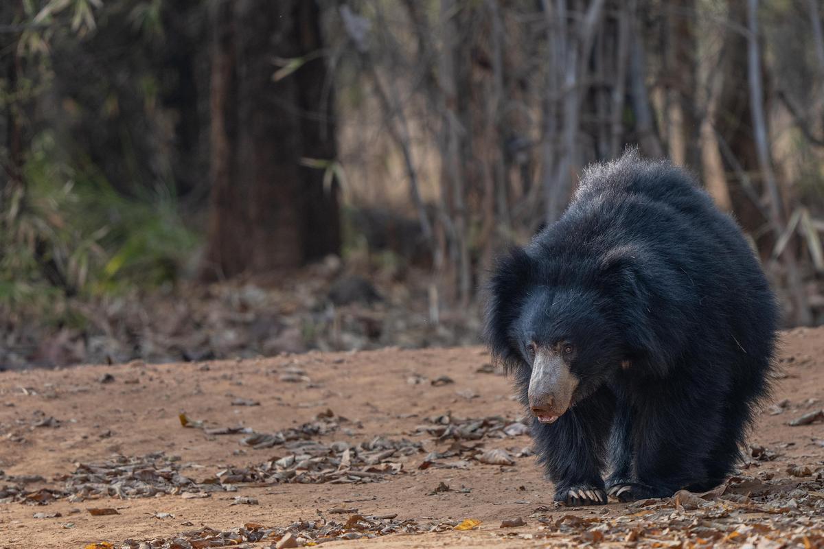 Image of Tree, Carnivore, Sloth bear etc.