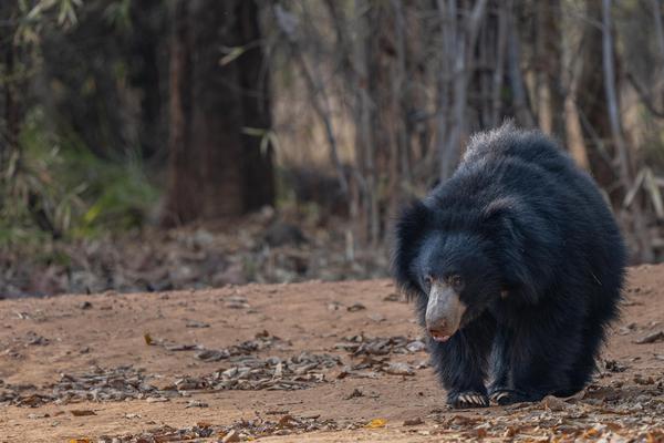 Image of Tree, Carnivore, Sloth bear etc.