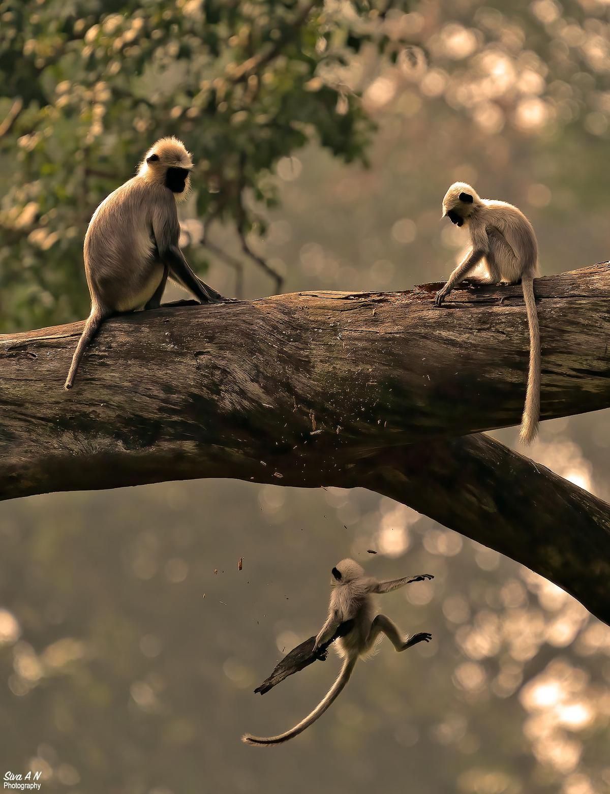 Image of Branch, Organism, Vertebrate, Plant, Beak, Wood etc.