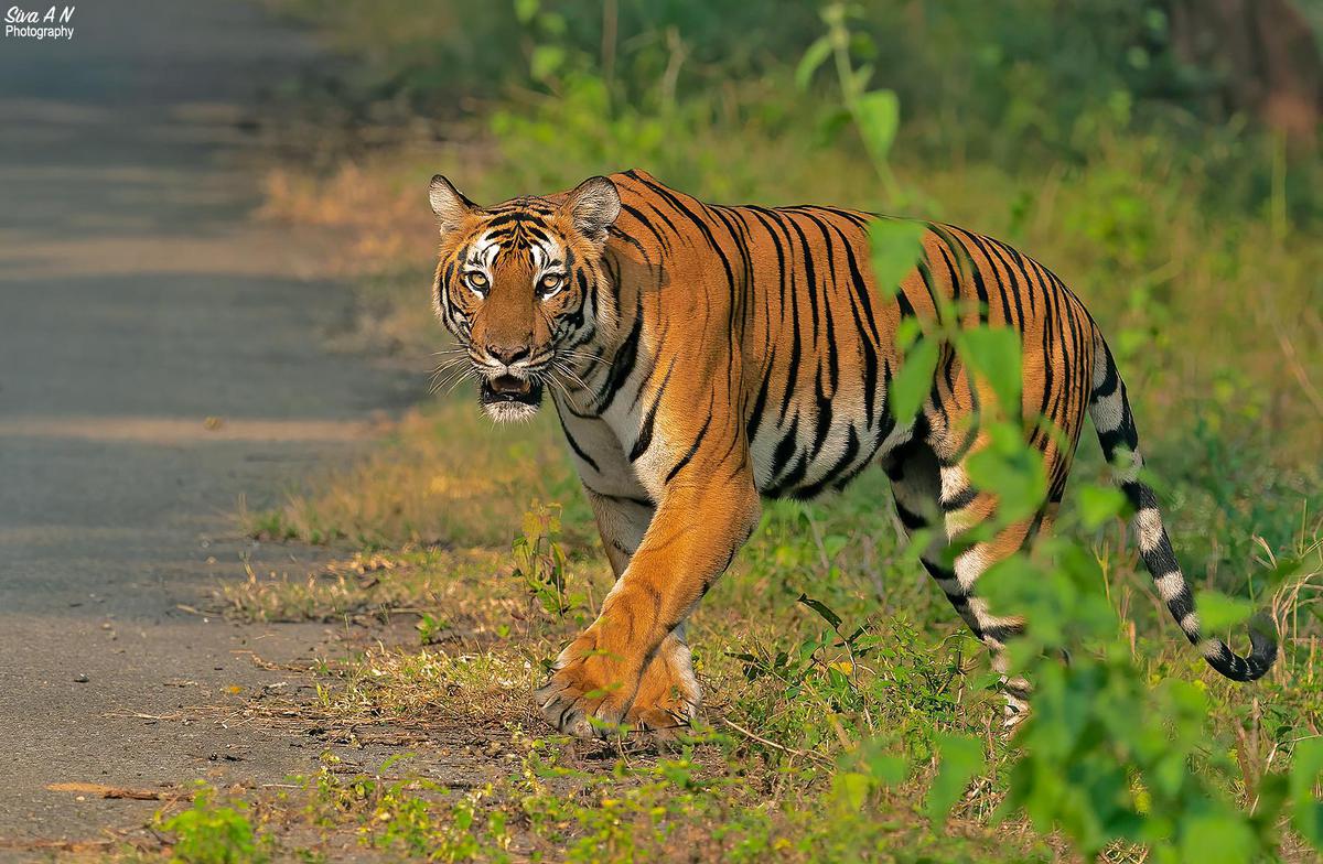 Image of Tiger, Bengal tiger, Siberian tiger, Felidae, Grass, Big cats etc.