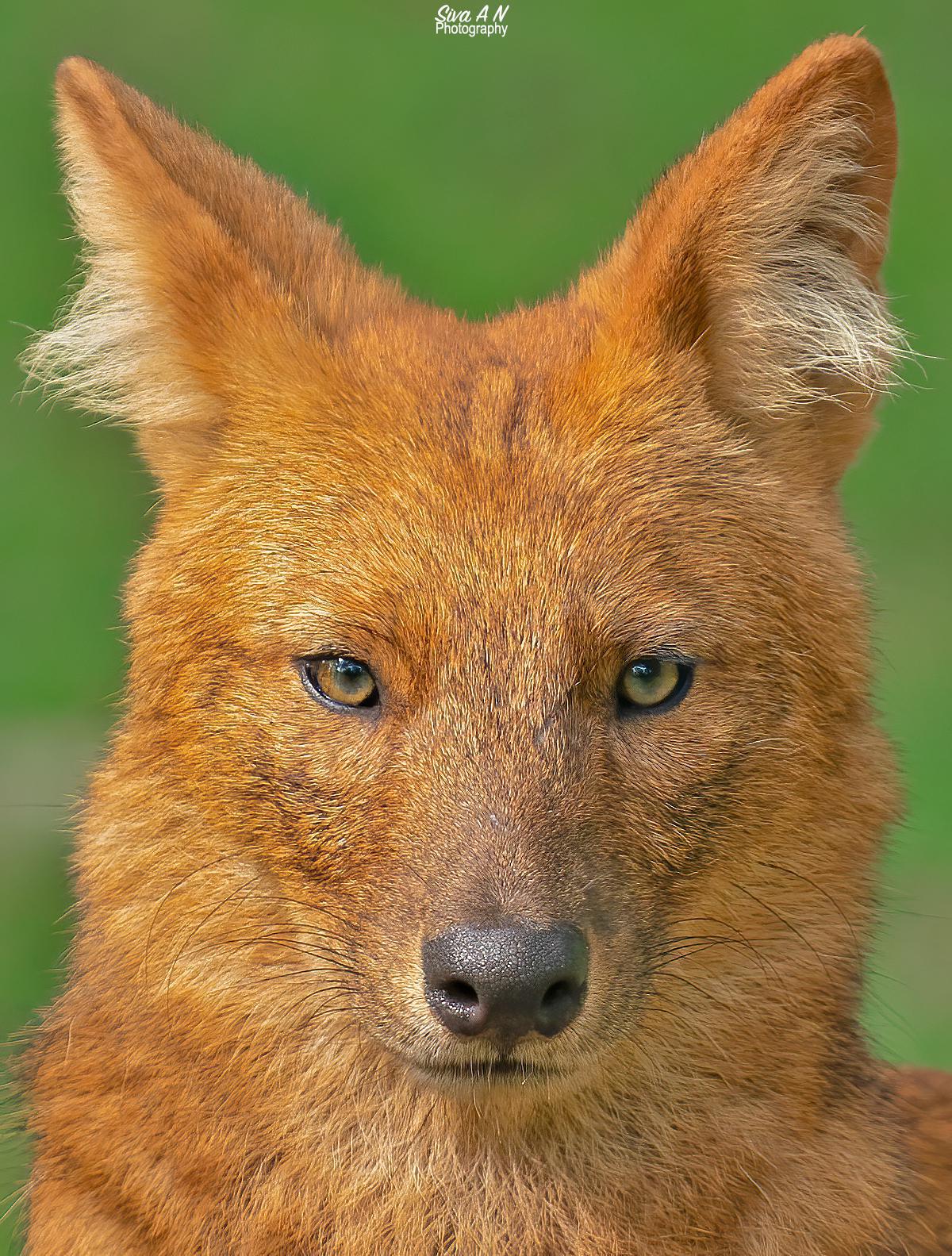 Image of Terrestrial animal, Fawn, Carnivore, Whiskers, Dog breed, Fox etc.