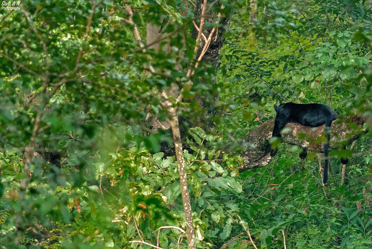 Image of Tree, Plant, Carnivore etc.