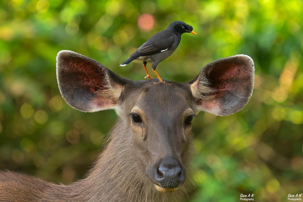 Image of Nature, Green, Organism, Bird, Fawn, Deer etc.