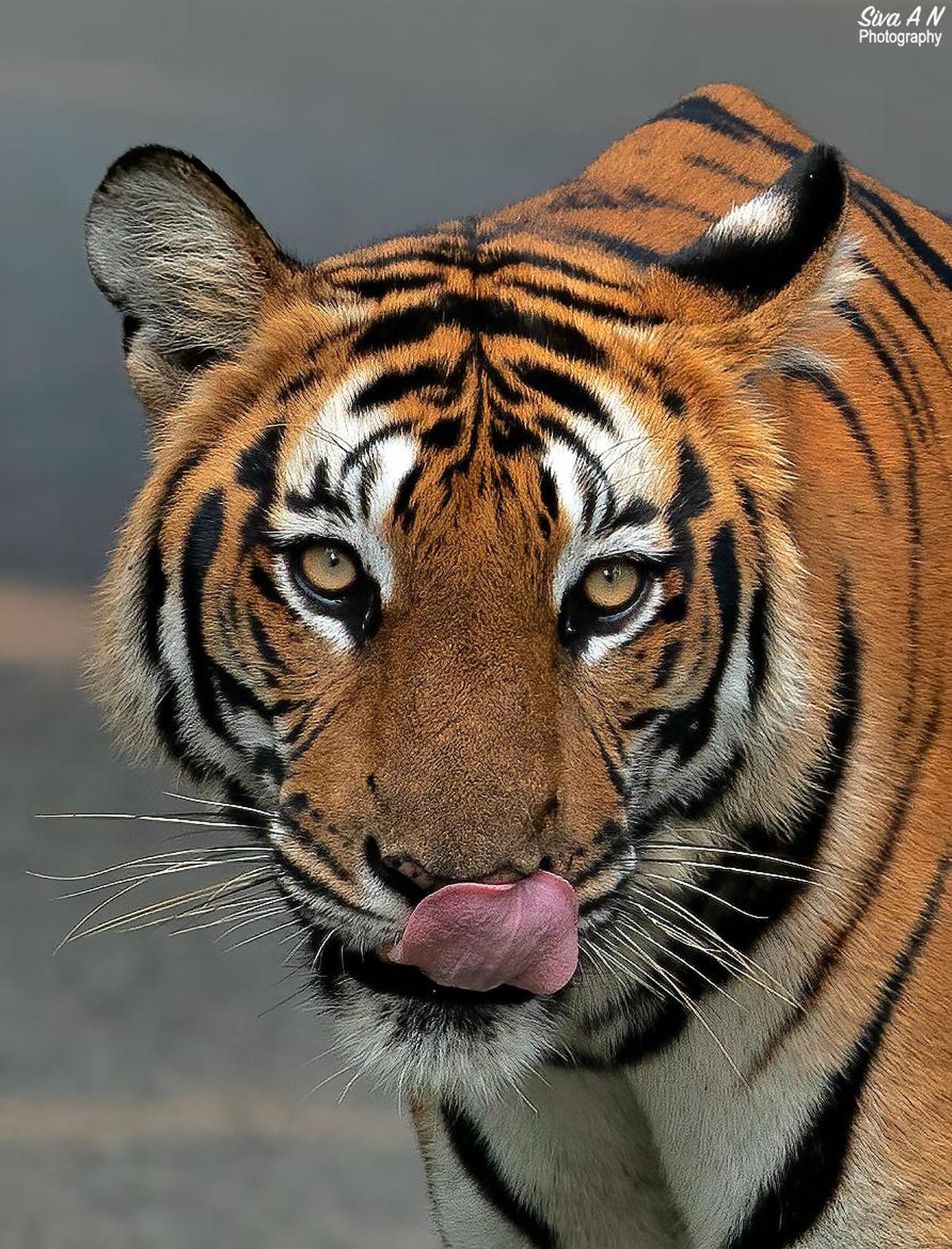 Image of Organism, Tiger, Terrestrial animal, Bengal tiger, Siberian tiger, Felidae etc.