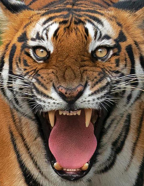 Image of Temple, Light, Head, Organism, Tiger, Bengal tiger etc.