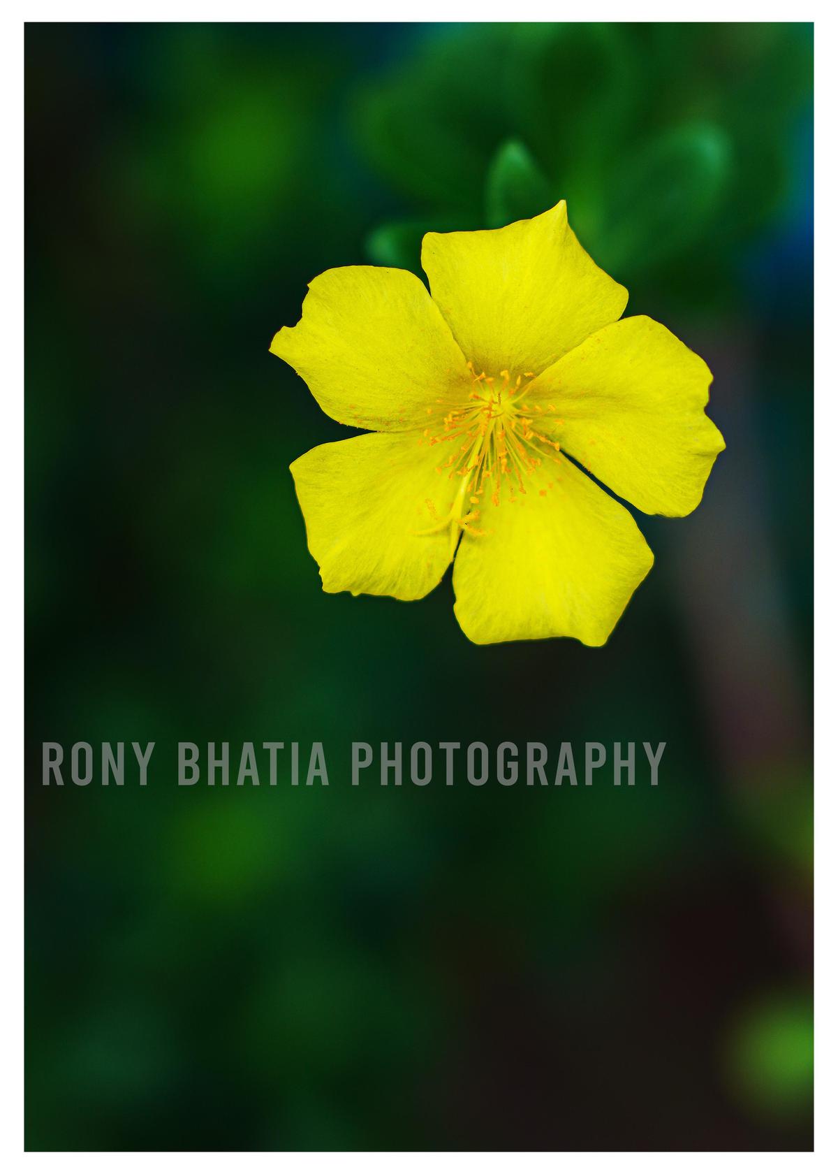 Image of Nature, Plant, Flower, Petal, Herbaceous plant etc.