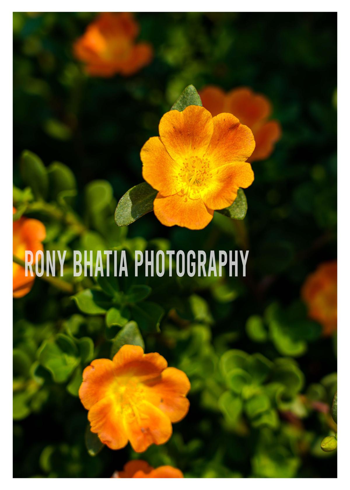 Image of Nature, Orange, Plant, Flower, Botany, Petal etc.