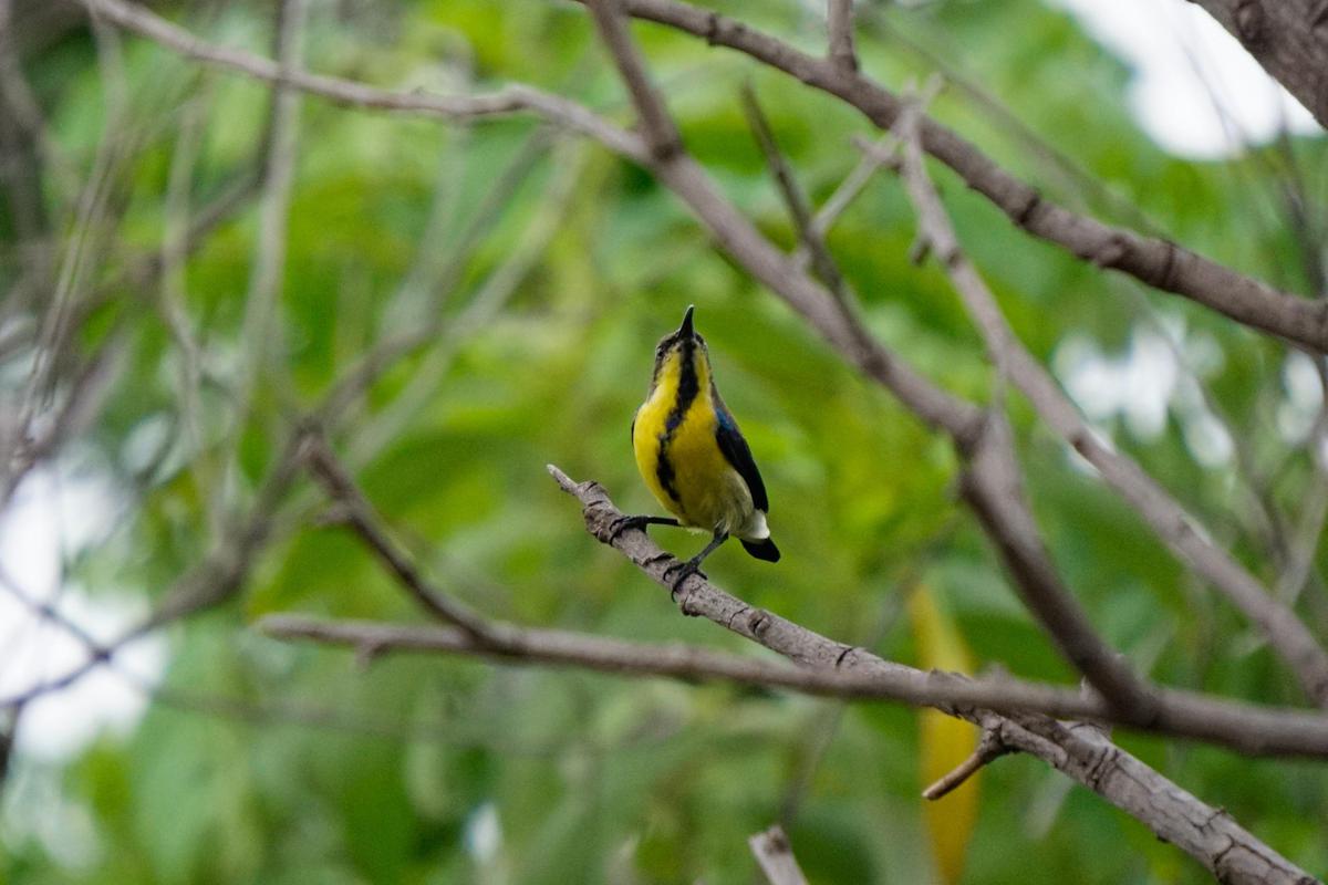 Image of Wildlife, Bird, Beak etc.