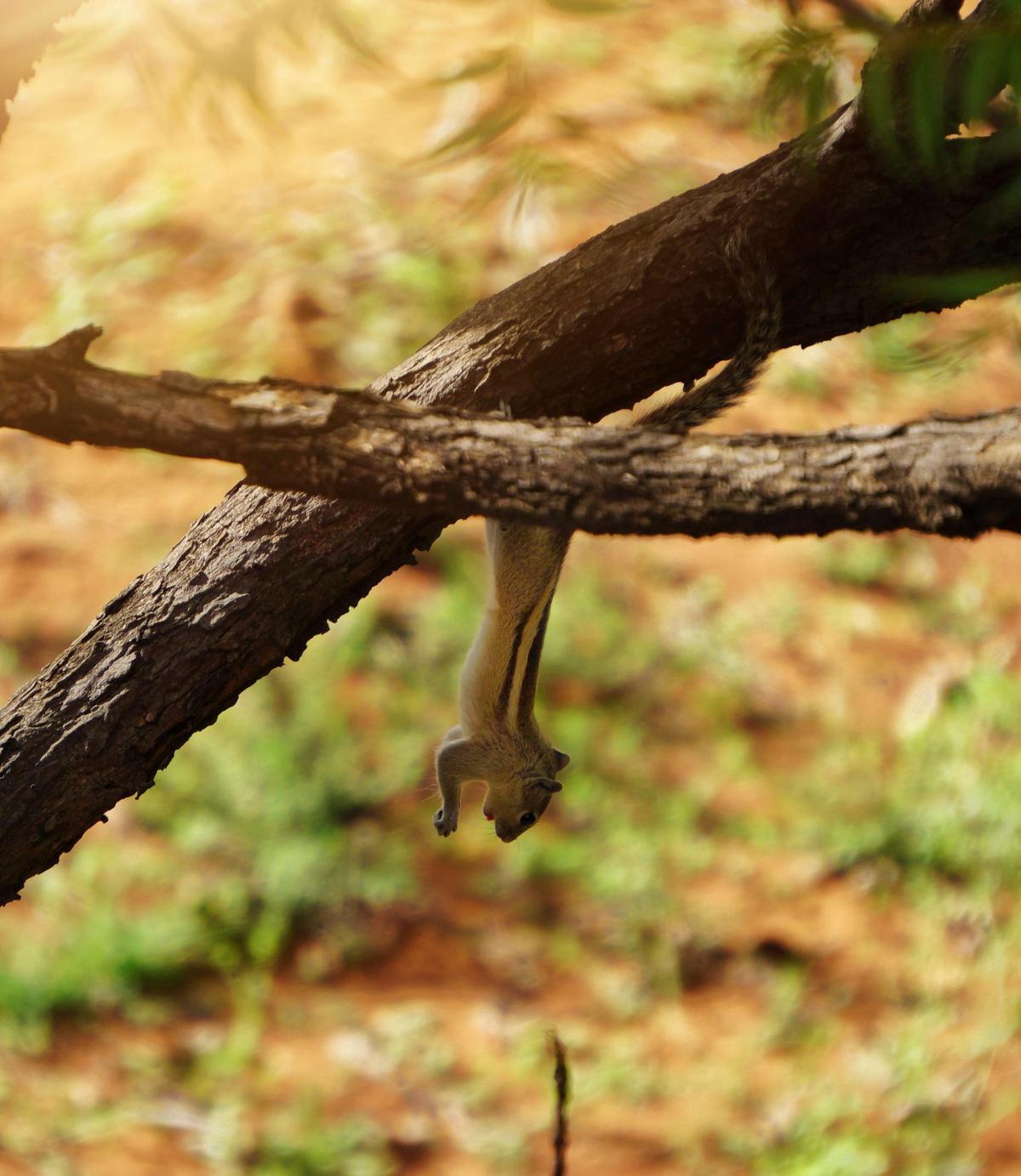 Image of Branch, Adaptation, Wood, Twig etc.