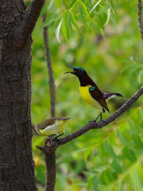 Image of Bird, Beak etc.