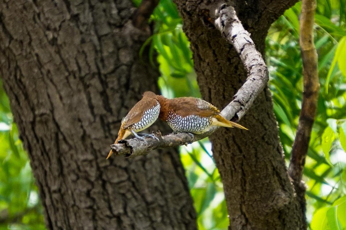 Image of Tree, Branch, Adaptation, Organism, Bird, Woody plant etc.