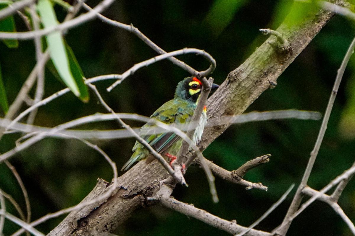 Image of Bird, Beak etc.