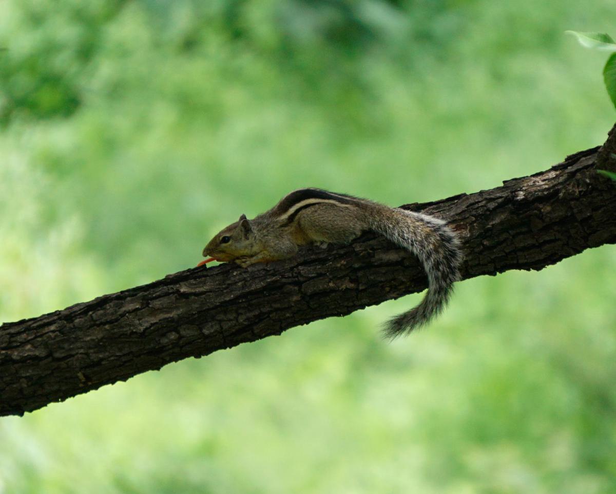 Image of Branch, Adaptation, Squirrel, Rodent, Chipmunk etc.