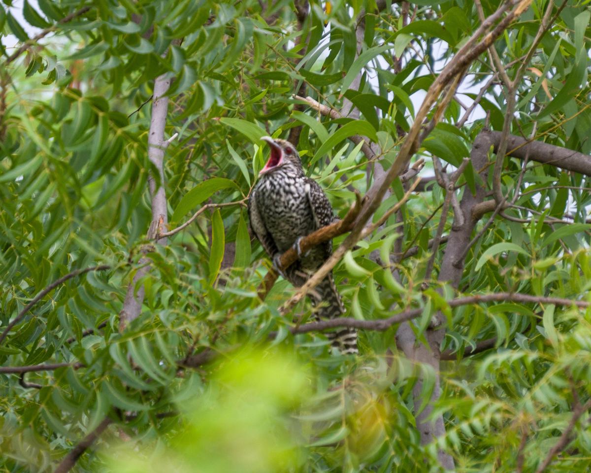 Image of Branch, Bird, Beak, Biome, Twig, Limpkin etc.