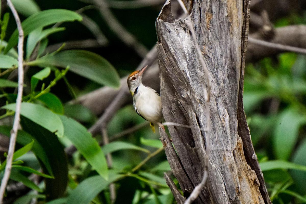 Image of Branch, Adaptation, Bird, Beak, Wood, Leaf etc.