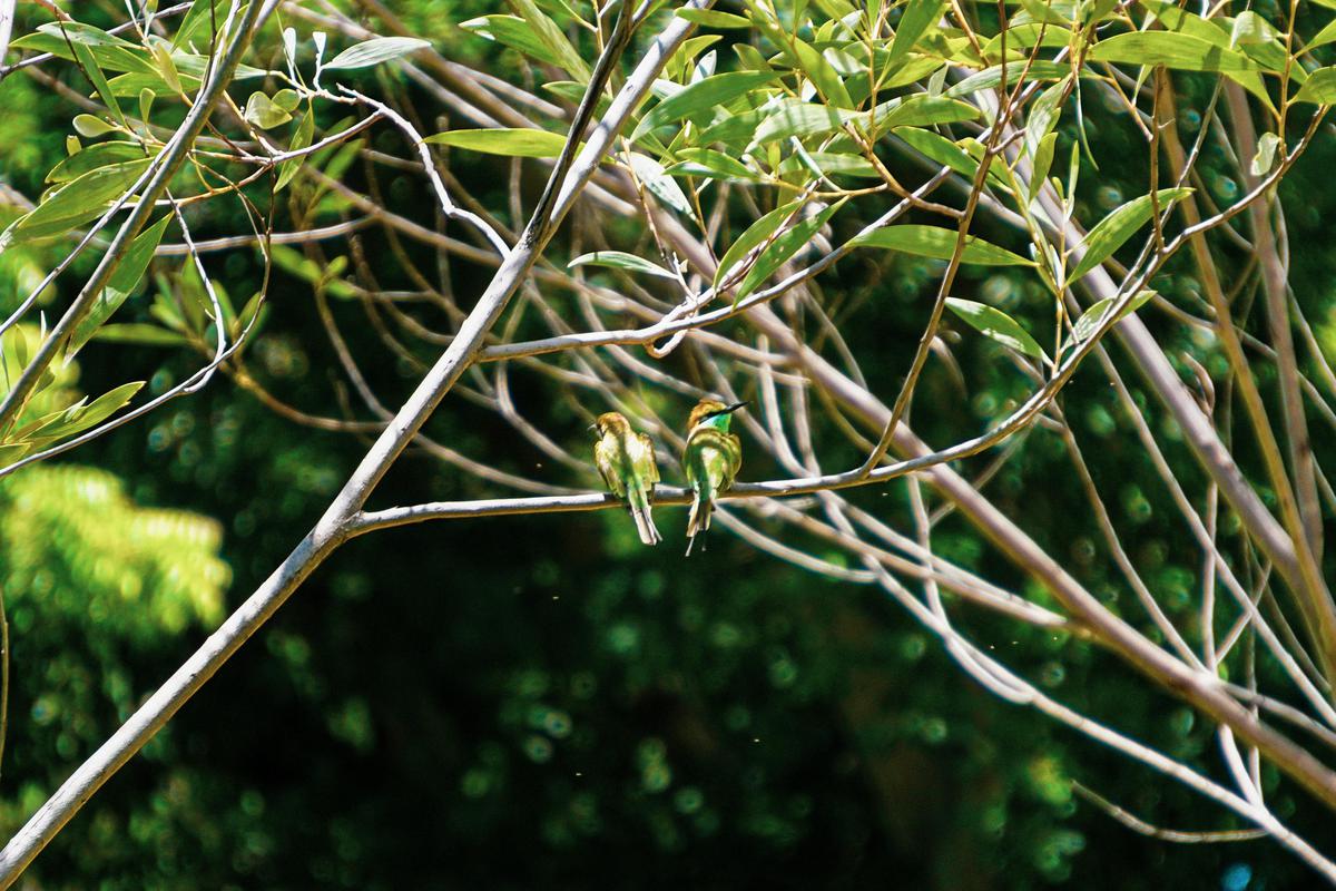 Image of Branch, Vegetation, Woody plant, Botany, Twig, Terrestrial plant etc.