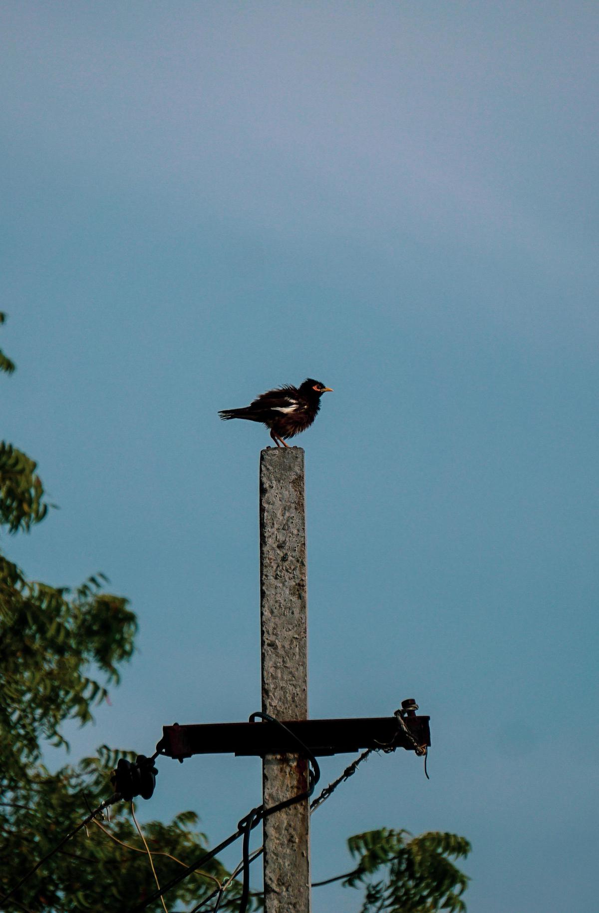 Image of Bird, Beak, Wing, Feather, Azure, Pole etc.