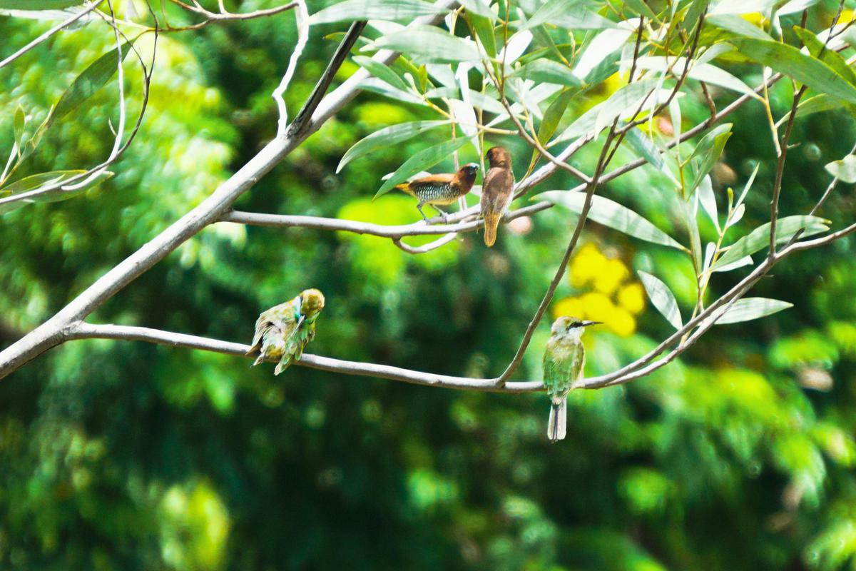 Image of Branch, Adaptation, Bird, Beak, Woody plant, Twig etc.