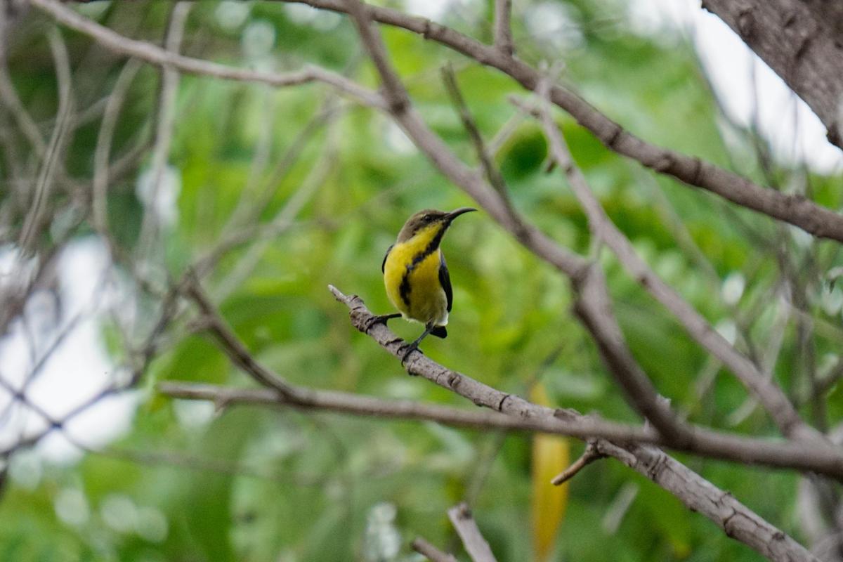 Image of Branch, Wildlife, Bird, Beak etc.