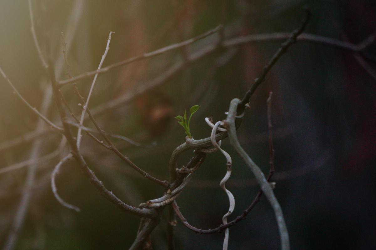 Image of Atmospheric phenomenon, Branch, Twig, Terrestrial plant etc.