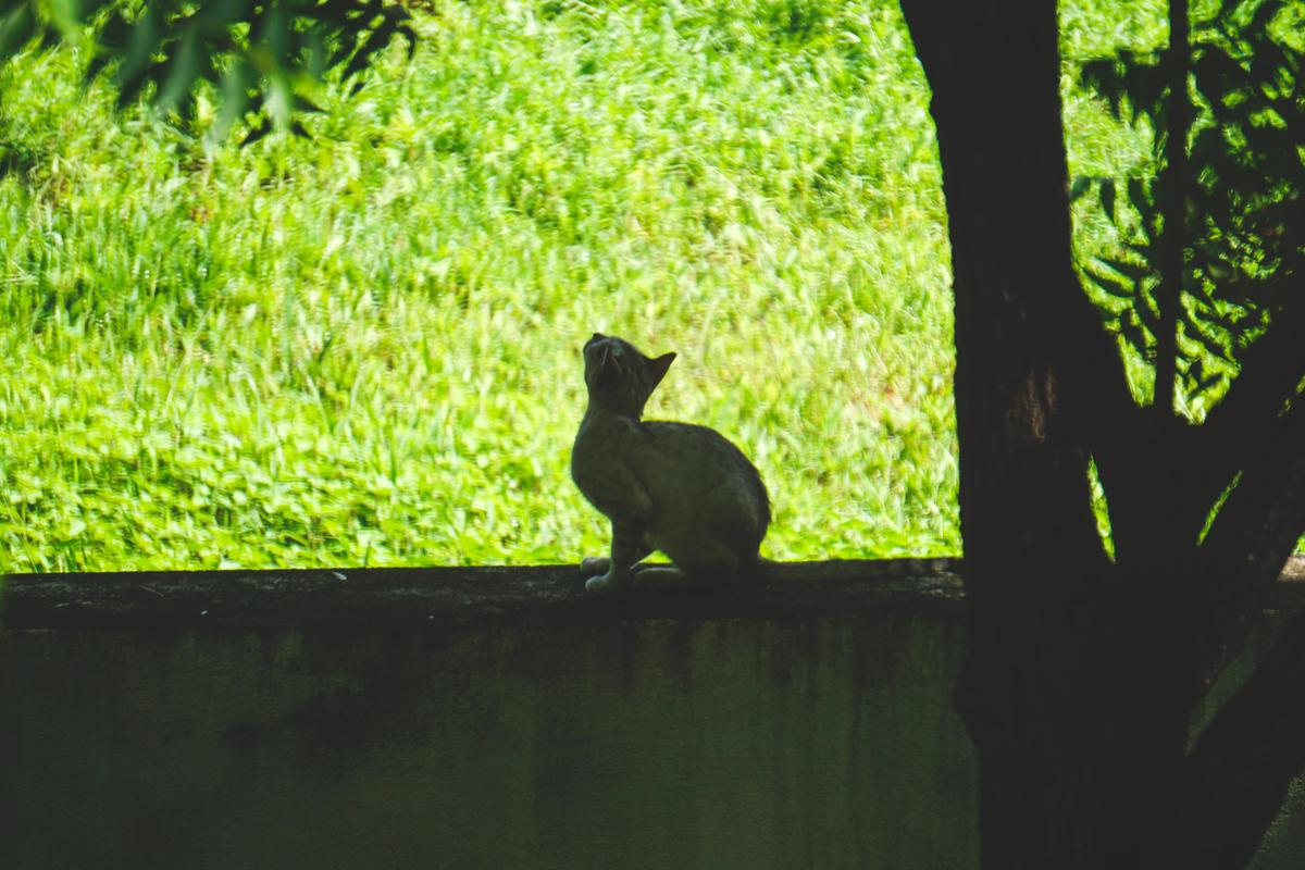 Image of Green, Adaptation, Terrestrial animal, Tints and shades, Sunlight, Leaf etc.