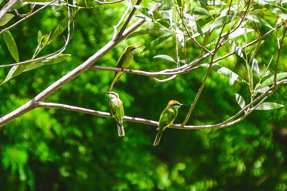 Image of Branch, Bird, Beak, Wing, Feather, Twig etc.