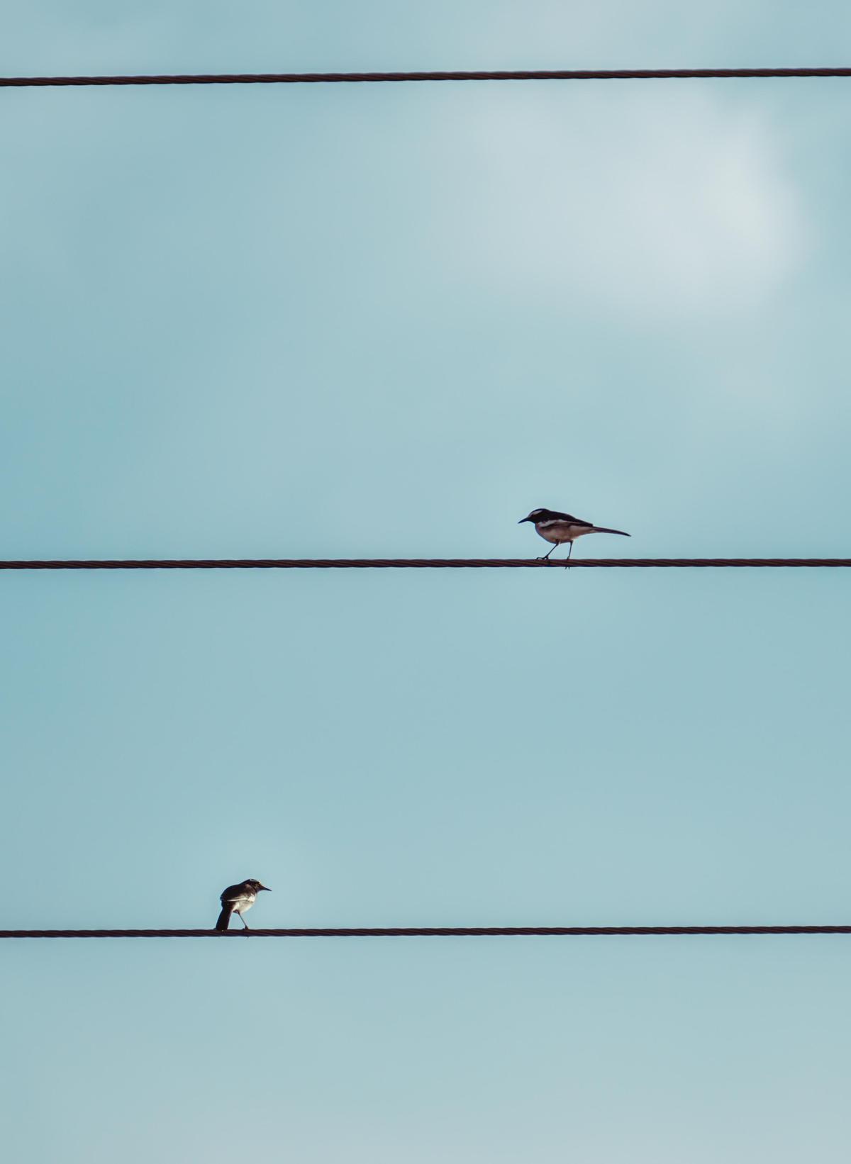 Image of Sky, Line, Bird, Wing, Blue, Technology etc.