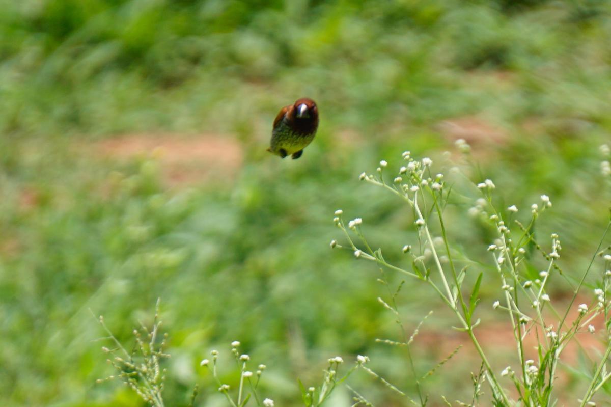 Image of Green, Plant, Grass, Insect etc.